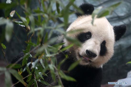 Giant pandas arrive in Huangshan, east China's Anhui