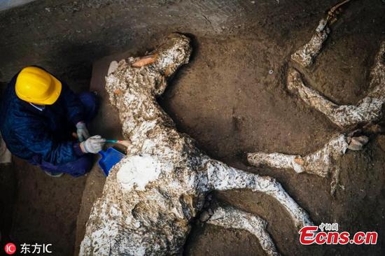 Remains of horses found in ancient Pompeii site