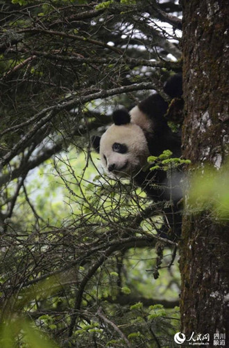Giant panda "Qinxin" (Photo/people.cn)