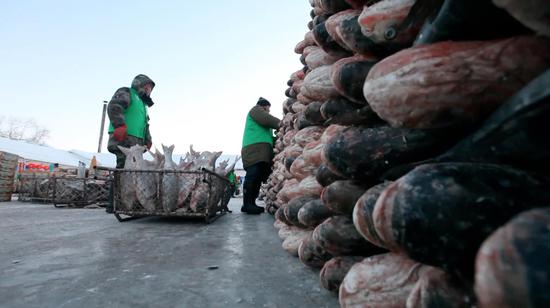 Workers from Chagan Lake Fish Farm in northeast China's Jilin Province packs frozen fish, ready for consumers across China. With the temperature hovering around minus 20 degrees Celsius, fish caught by the giant fishing net freeze only minutes after being pulled out of water. /CGTN Photo