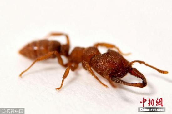 Dracula ants snap their jaws shut at an incredible 200mph