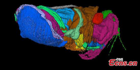 Tiny fossil shows evidence of 'breath of life'