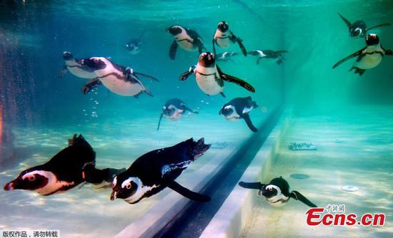 Rome zoo opens new area for African penguins