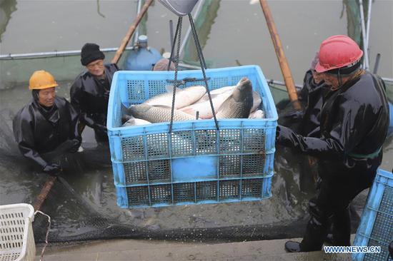 Fishermen harvest fish in Huai'an, east China's Jiangsu