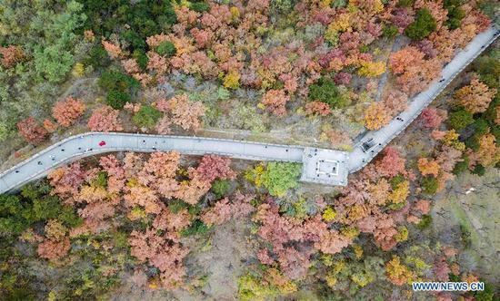 Aerial photo taken on Oct. 28, 2018 shows the autumn scenery of the Mutianyu Great Wall in Beijing, capital of China. (Xinhua/Chen Yehua)