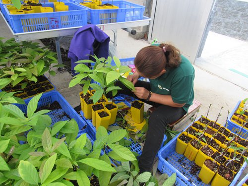An avocado seedling production plant of ForAvo Agriculture Co in Jiangmen, South China's Guangdong Province in 2017. (Photo/Courtesy of ForAvo Agriculture)