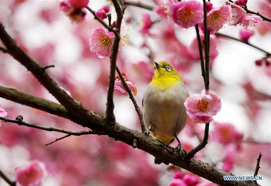 Wild bird rests on blossoming plum tree in Guiyang
