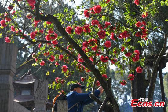 Old tree blooms in Yunnan temple