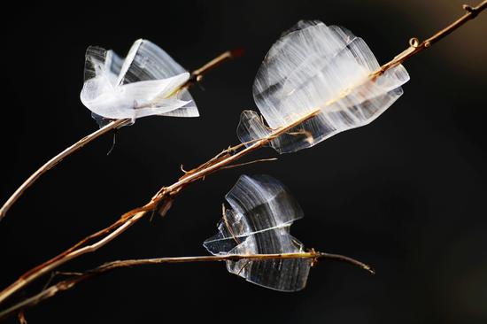 Ice shaped like butterflies appears in Shanxi
