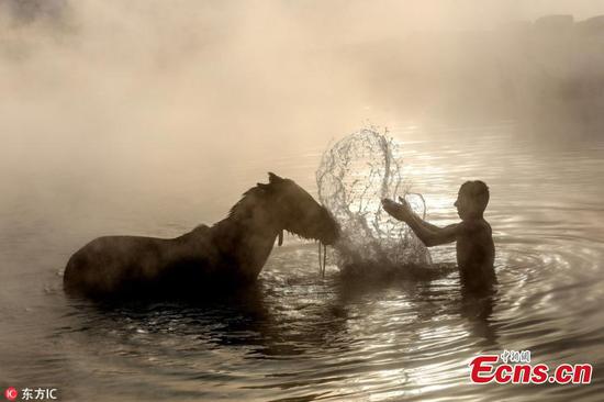 Water buffalos and horses washed in thermal spring in Turkey