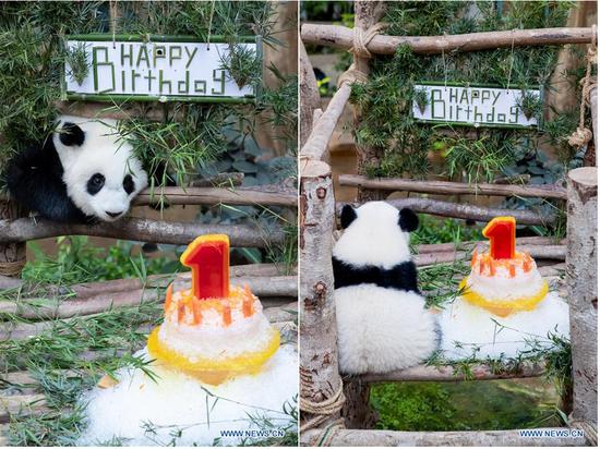 First birthday of baby giant panda celebrated in Malaysia