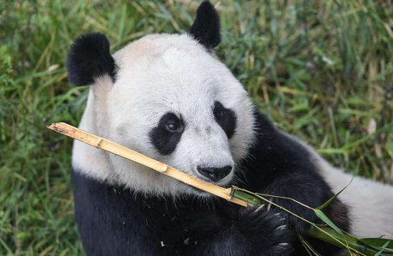 A giant panda eats bamboo at the China Conservation and Research Center for the Giant Panda in Wolong, Southwest China's Sichuan province, Sept 26, 2017. (Photo/Xinhua)