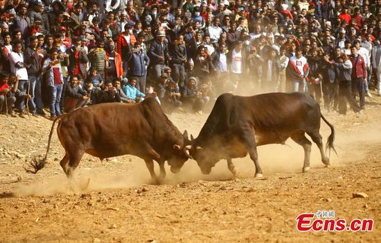 Bulls fight during Maghe Sankranti Festival in Nepal