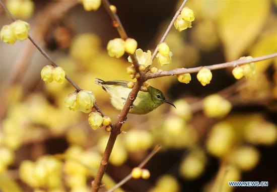 In pics: wintersweet flowers in east, southwest China