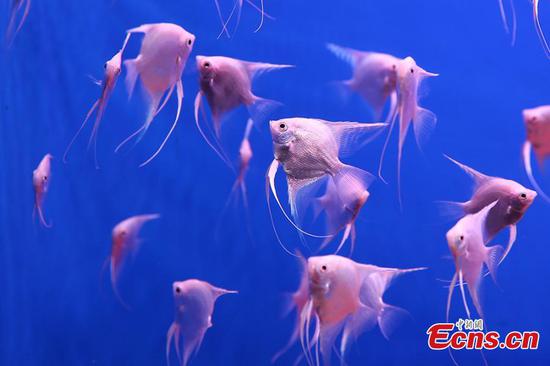 Nanjing aquarium home to tropical fish
