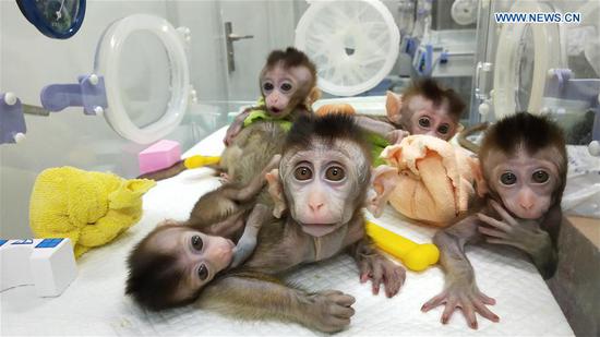 China clones gene-edited monkeys