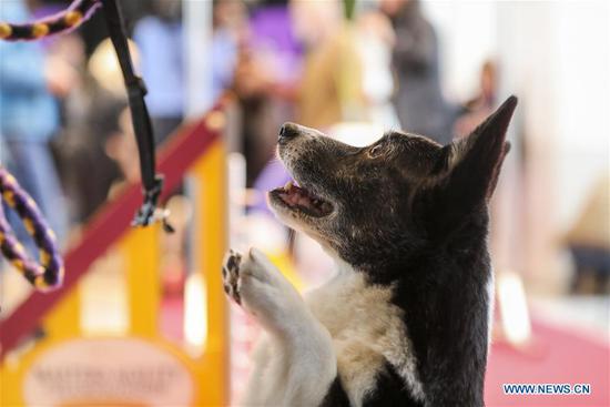 Annual Westminster Kennel Club Dog Show to be held on Feb. 11
