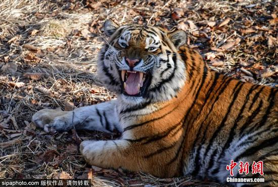 Siberia tiger on the move to new home