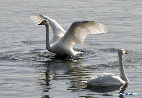 Swans spend winter at Yandunjiao bay in Rongcheng, E China's Shandong