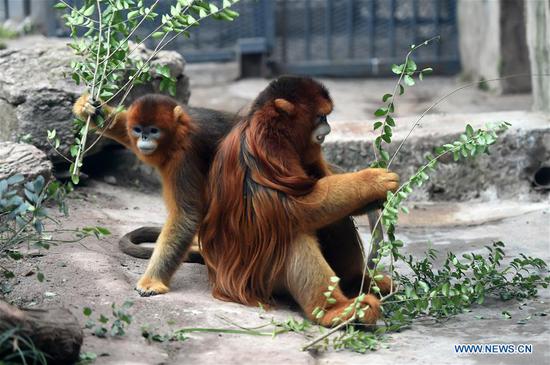 Three golden snub-nosed monkeys meet public at Chongqing Zoo