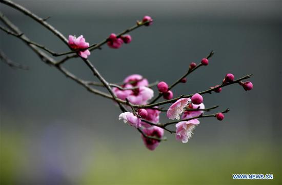 Plum flowers in Xuanen County, central China's Hubei
