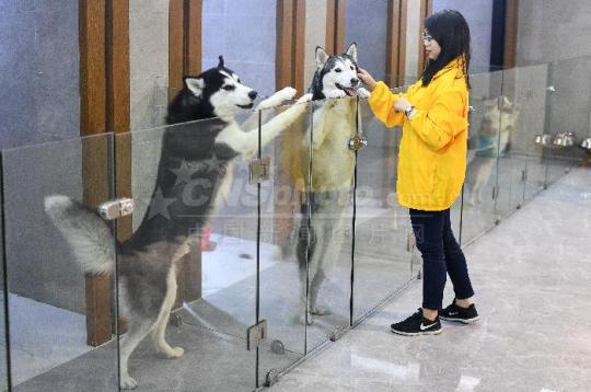 An employee of a pet hotel takes care of dogs in Guangzhou, Guangdong province. (Photo by Chen Jimin/China News Service)