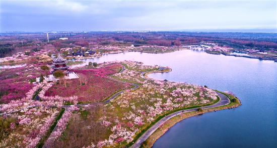 Plum blossom to greet visitors during Spring Festival