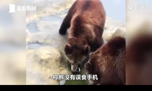 A brown bear smells the iPhone that is tossed by a visitor in the bear enclosure in Changzhou, Jiangsu Province. (Screenshot photo/Kankan News)