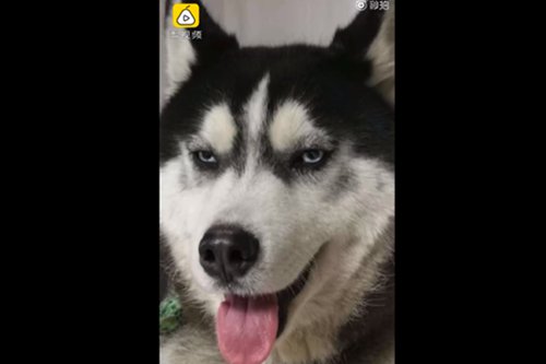 A young lost Husky is kept by the police in Central China's Hunan Province. (Screenshot photo/Pear Video)