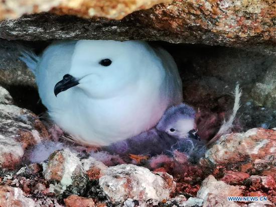Infrared cameras used by Chinese researchers to monitor Antarctica's snow petrel
