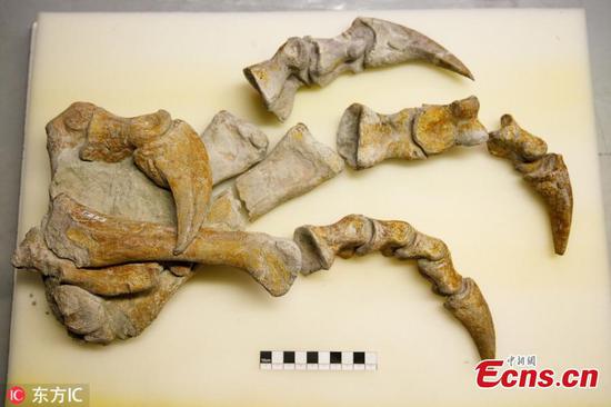 210 million-year-old dinosaur fossils under restoration in Vienna