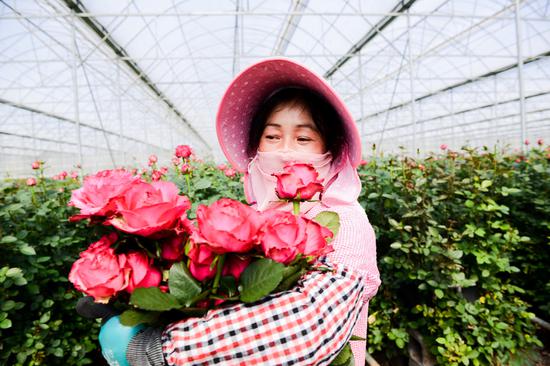A gardener harvests flowers at a plantation in Kunming, capital of Yunnan province, for sale on Taobao. (Photo by Niu Jing/For China Daily)