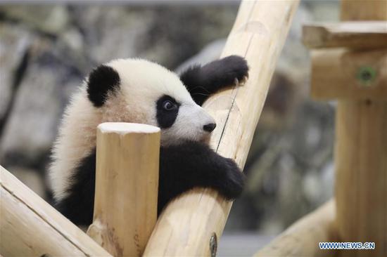 Giant panda Saihin plays on the slide, her half-year-old gift at the Adventure World in Shirahama, Wakayama, Japan, Feb. 14, 2019. Born on August 14, 2018, Saihin is 90 centimeters in length and weighs 9.86 kilograms now. (Xinhua/Du Xiaoyi)