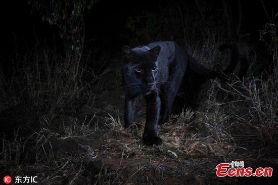 Black leopard spotted in Africa for first time in 100 years