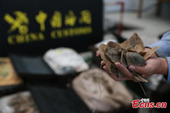 An officer with China Customs shows off pangolin scales smuggled from Africa in Shanghai municipality, May 18, 2015.(Photo: China News Service/Huang Shangshang)