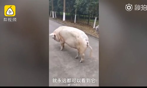 The 12-year-old pig takes a walk staggeringly. (Screenshot photo/Pear Video)