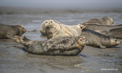 Spotted seals rest on the coastal mudflat of Sandaogou in Panjin, northeast China's Liaoning Province, March 25, 2018. Over 300 spotted seals rest here and will head back to the Pacific regions in late May. (Photo/Xinhua)
