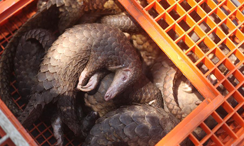 Photo taken on June 13, 2017 shows a container of smuggled pangolins at Belawan Port in Medan, Indonesia on June 13, 2017. (Photo/Xinhua)