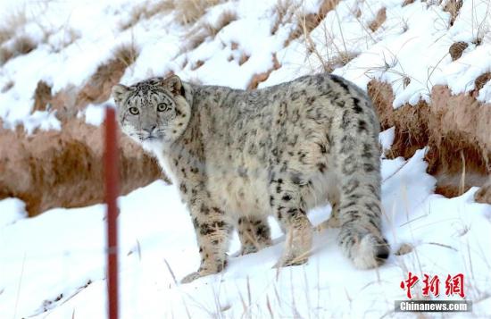 A snow leopard's image was captured by infrared cameras in a nature reserve in northwest China's Gansu Province. (Photo/China News Service)