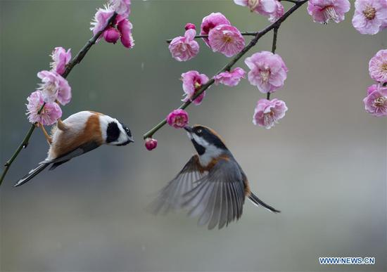 Birds gathering around plum blossom in Jiangsu