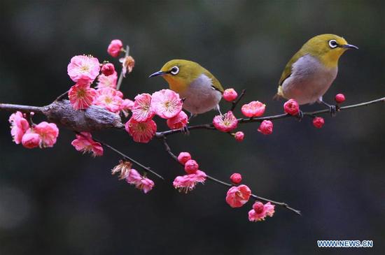 Birds gather around plum blossom