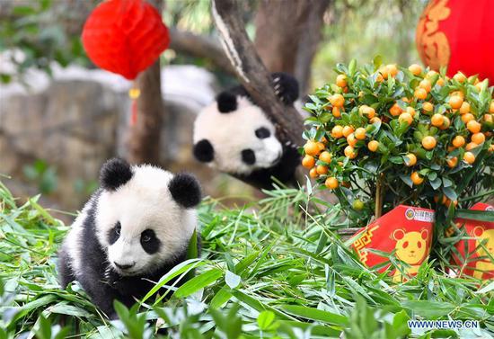 Giant panda cubs Long Zai and Ting Zai play at the Chimelong Safari Park in Guangzhou, capital of south China's Guangdong Province, Jan. 29, 2019. (Xinhua/Liu Dawei)