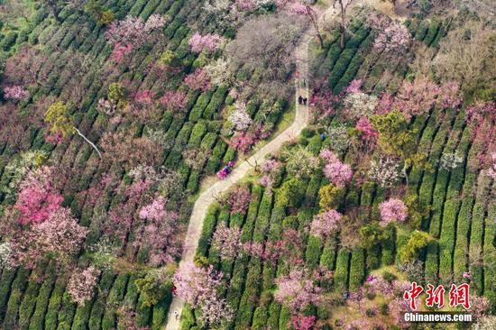 Sea of plum blossom in in East China