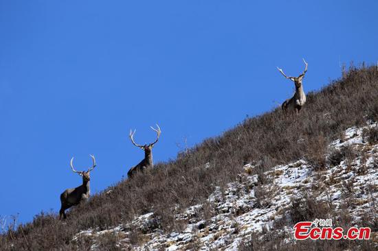 Endangered deer found in Qinghai province