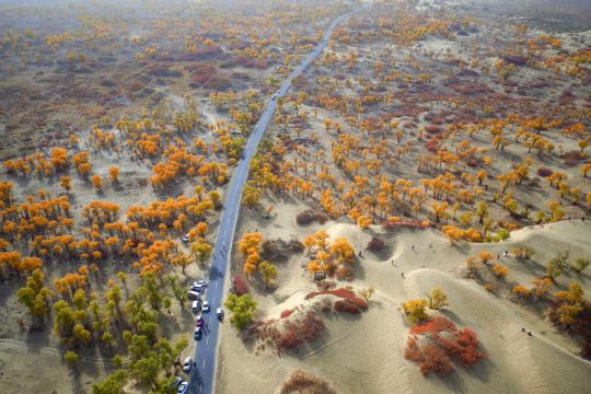 Poplar trees and shrubs turn gold and red in fall in the Tarim basin, Xinjiang Uygur autonomous region. (QUE HURE/FOR CHINA DAILY)