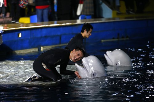 Tamers bid farewell to two beluga whales at their last show in Shanghai Chang Feng Ocean World on Thursday. They will be sent to a reserve in Iceland in April. (Photo: Yang Hui/GT)