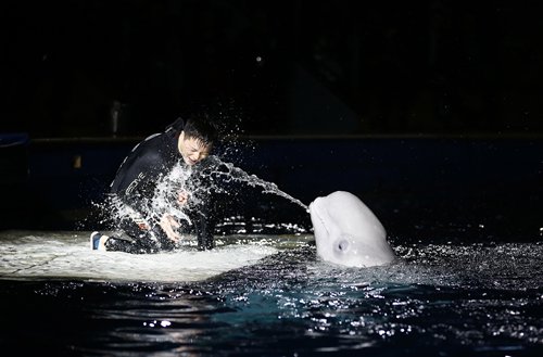 A whale plays with a tamer. (Photo: Yang Hui/GT)

