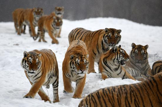 Siberian tigers play at the China Hengdaohezi Feline Breeding Center in Hailin City, northeast China's Heilongjiang Province, Nov. 22, 2018. (Xinhua/Wang Jianwei)