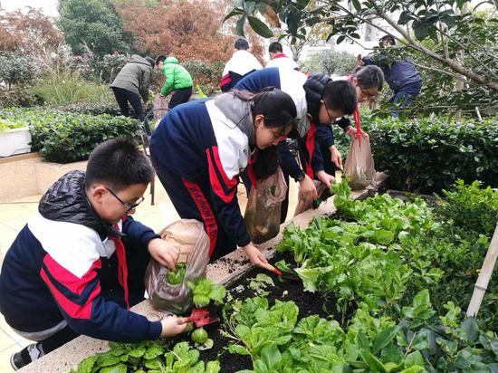 Students who live in the Caojiadu neighborhood collect vegetables on their rooftop garden, December 21, 2018. (Photo provided to chinadaily)