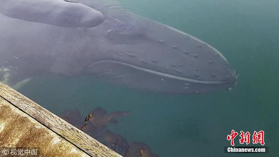 Juvenile humpback whale breaks free after being stuck in shallow waters